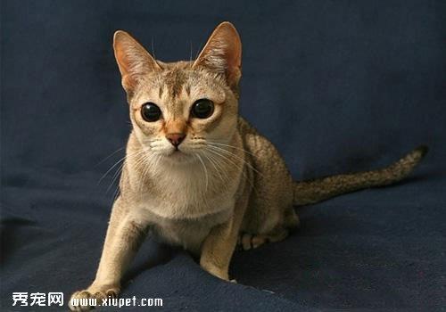 猫咪有哪些比较好听的叠名？