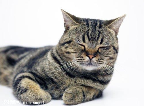 新手饲养猫咪需要准备哪些必需品？