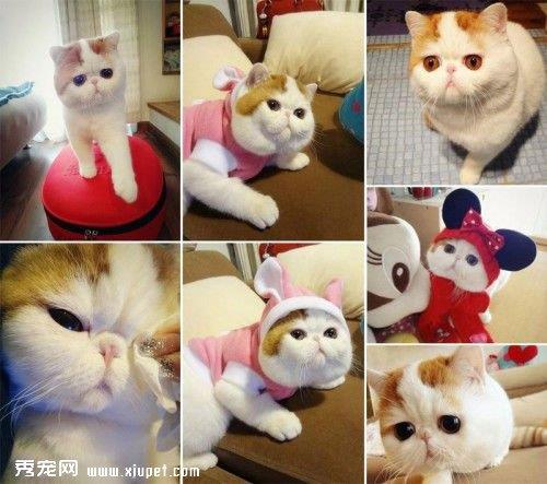 【猫猫寿命】猫咪寿命有多长及计算猫咪的年龄的方法