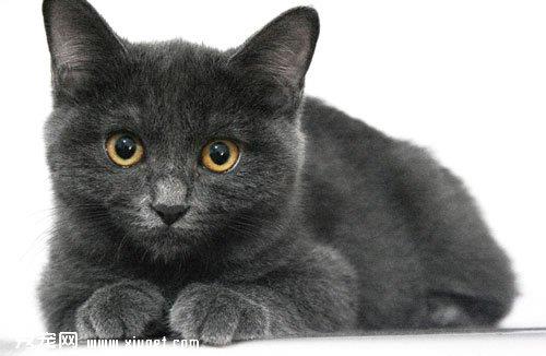 饲养宠物猫猫的家庭有那些家具不适合购买