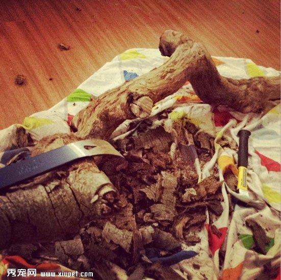 一枝树枝变成五星级猫架的制作过程