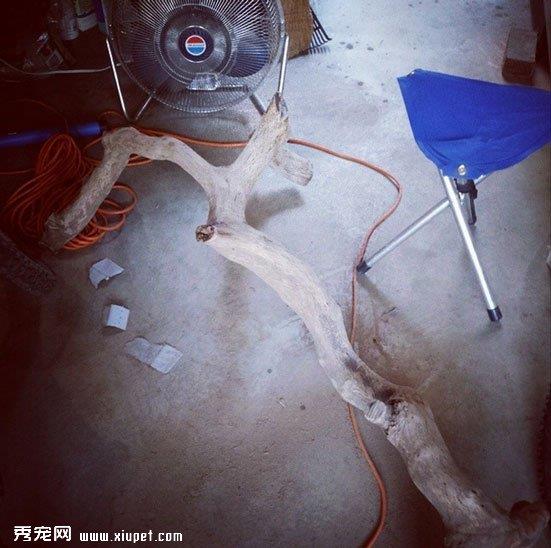 一枝树枝变成五星级猫架的制作过程