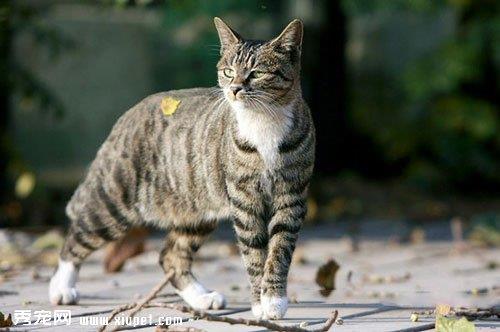 【猫猫用品】猫包的选择