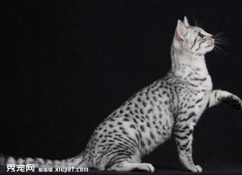 如何让宠物猫咪的毛更加美丽？