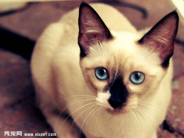 宠物暹罗猫饲养中的注意事项