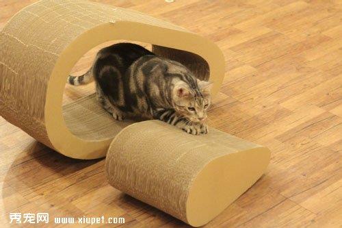 猫咪使用猫抓板的十个注意事项