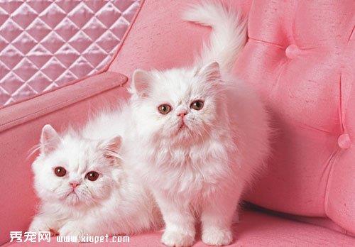 猫咪梳洗时的必备用品