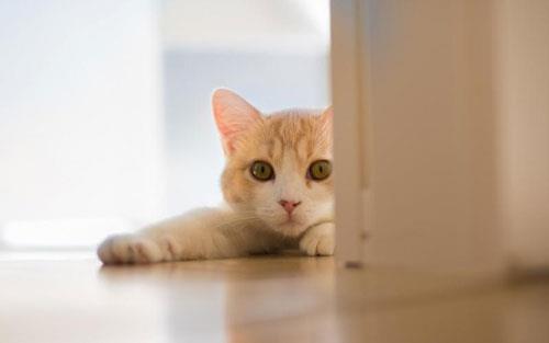 给暹罗猫喂养什么食物最好