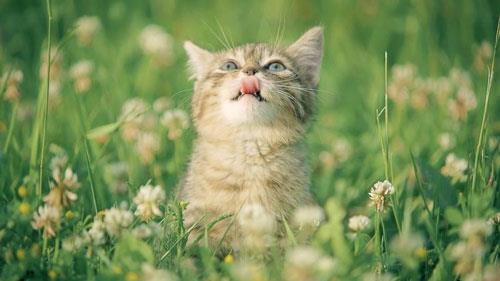 给暹罗猫喂养什么食物最好