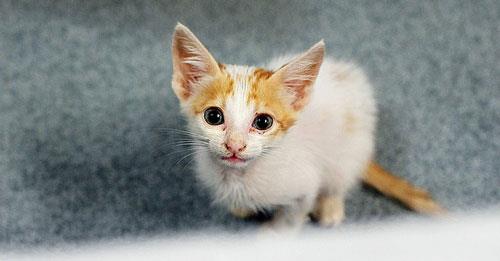 华丽波斯猫如何打扮更美丽