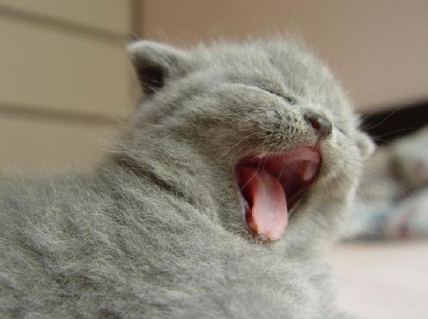 猫猫养护注意篇