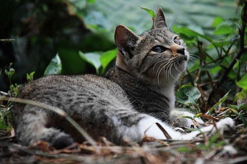 好听的猫咪名字大全 给猫咪起什么名字好