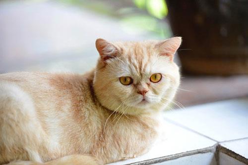 猫猫名字大全：母猫取名字技巧