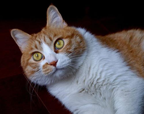 喵星人取名字参考：猫猫名字大全