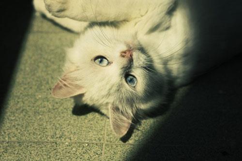 了解宠物猫咪品种的取名方法