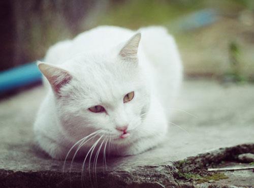 【猫猫起名】给猫猫起个易叫易记的名字