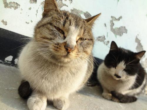 【猫猫名字】让宠物喵咪记住自己名字的方法