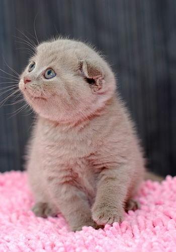 宠物猫咪厕所用品和清理方法