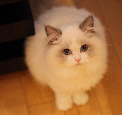 【养布偶猫】饲养布偶猫的注意事项