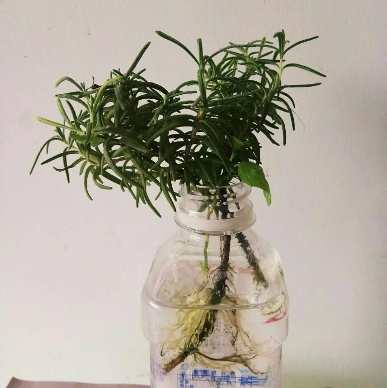 迷迭香种植要注意事项，迷迭香种植方法及养护
