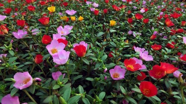 太阳花怎么种植方法，太阳花播种时间和管理要点
