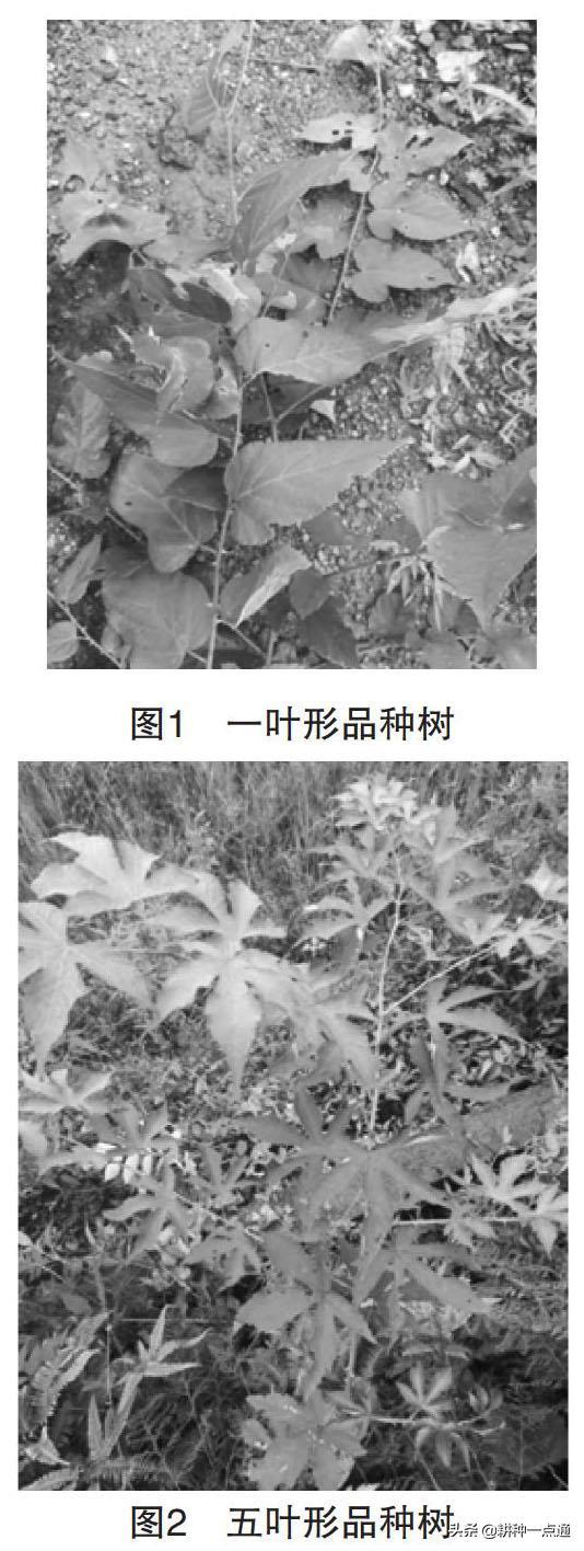 覆盆子什么时候种植最好，详解覆盆子树的种植技术