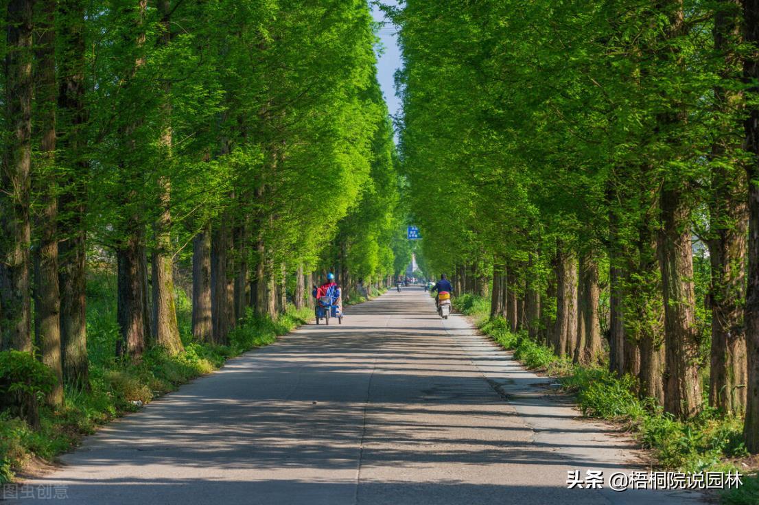 马路边的绿化植物有哪几种，常见绿化树木名称及图片
