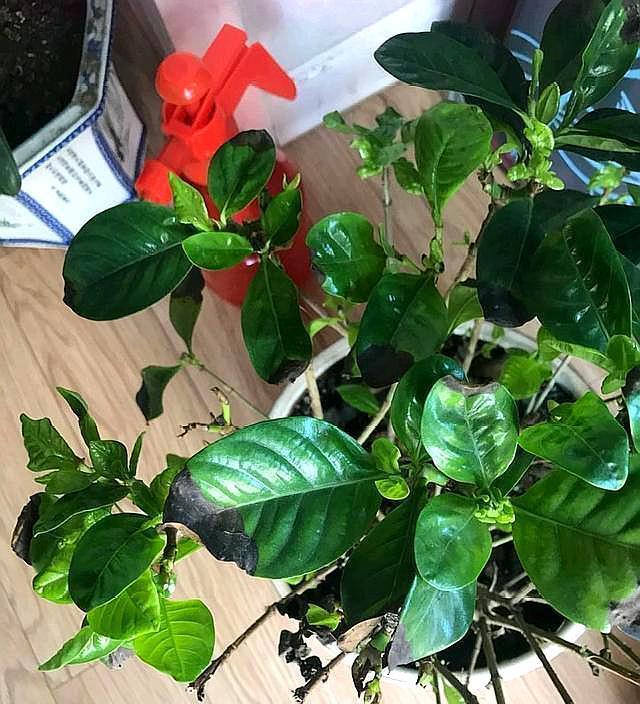 栀子花叶子发黑干枯还能活吗，详解栀子花的养护要点