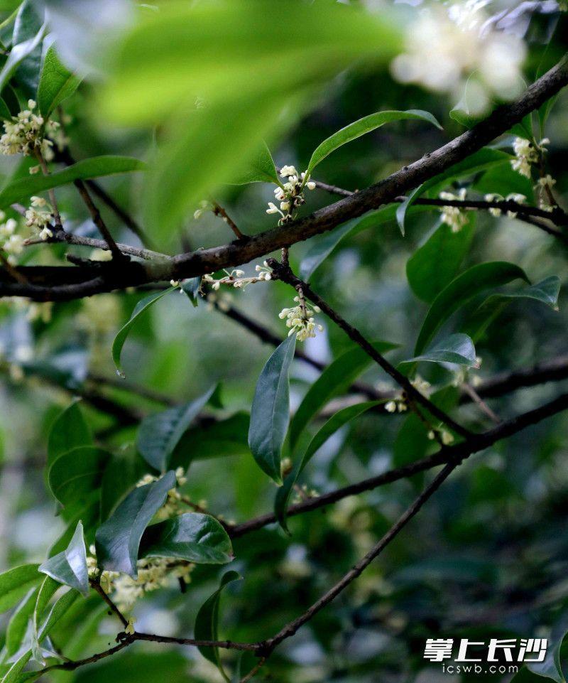 八月桂什么时候开花，关于八月桂花期简介