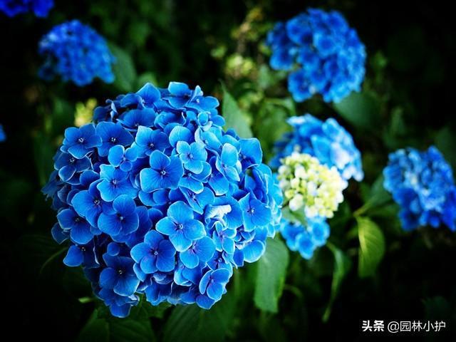 蓝色的花有哪些及花名，盘点十种常见的蓝色花卉