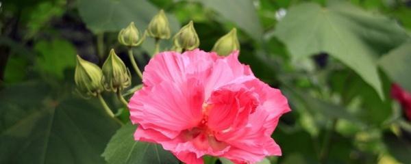 藤本蔷薇怎么修剪，详解蔷薇修剪时间和方法