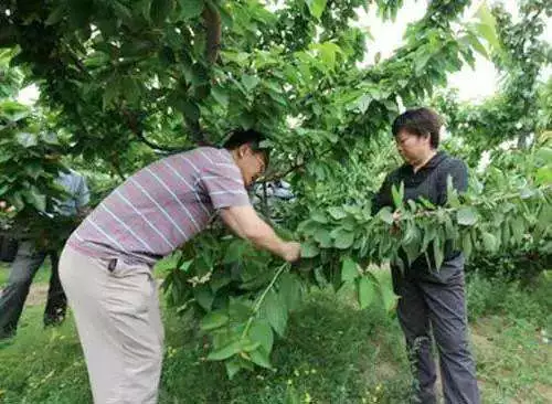 樱桃树怎么剪枝，樱桃修剪时间和方法