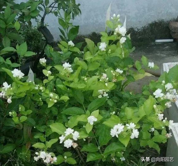 阳台养什么花好，10种公认阳台好养的花