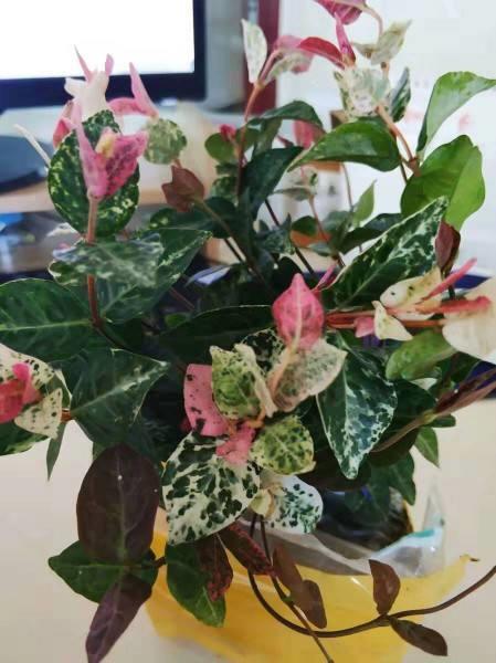 花叶络石盆栽怎样养，花叶络石的养殖方法