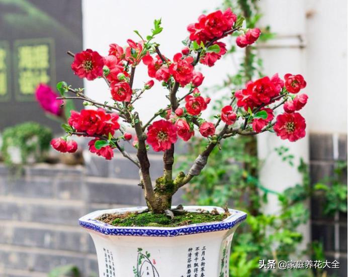 海棠花适合在室内养吗，有关海棠花的养护知识