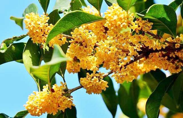 盆栽四季桂花树怎么养，四季桂花室内养殖方法