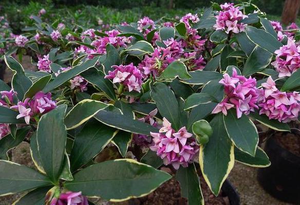 金边瑞香花怎样修剪，详解瑞香花养护要点