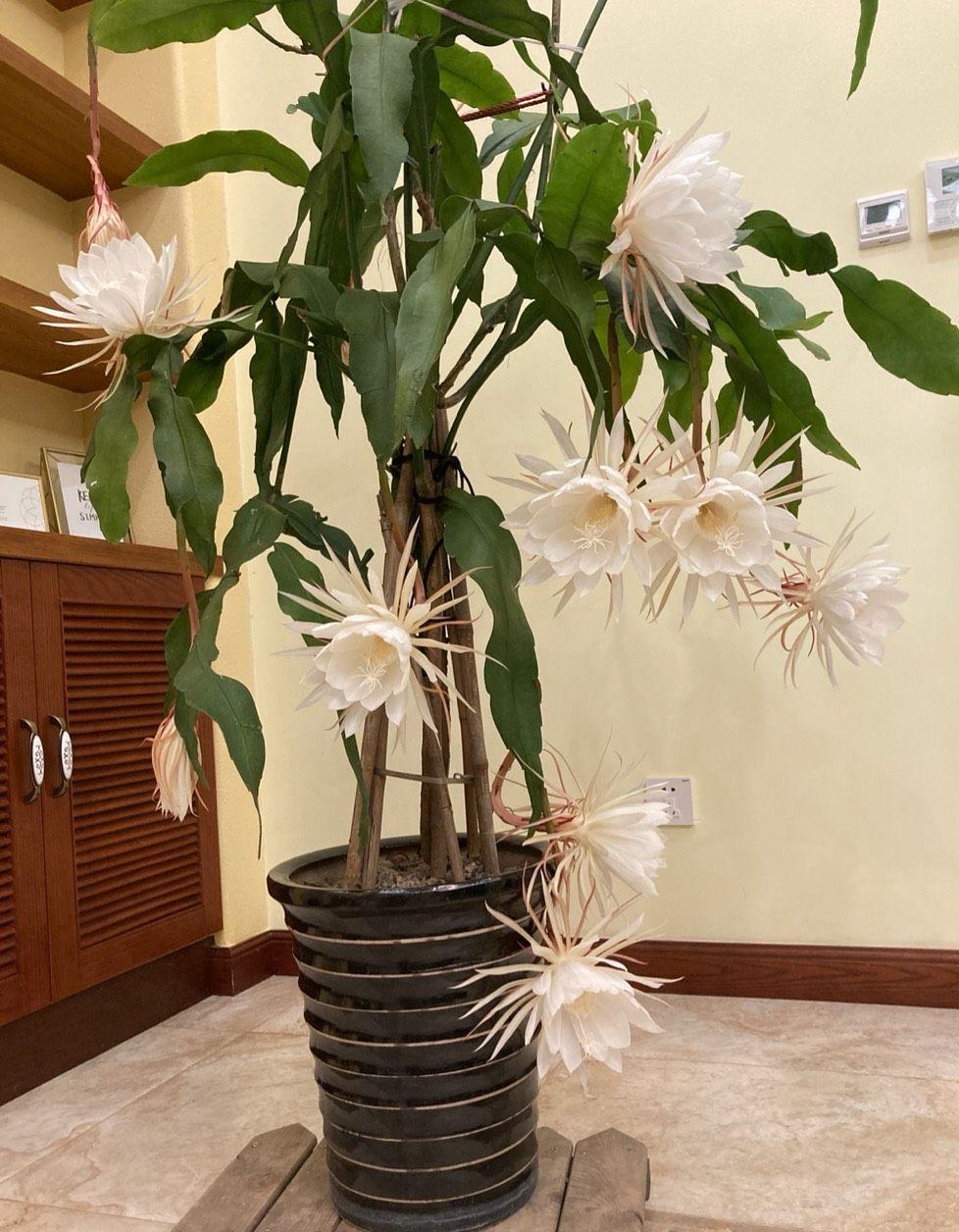 昙花怎么养才能茂盛，昙花的养殖注意事项