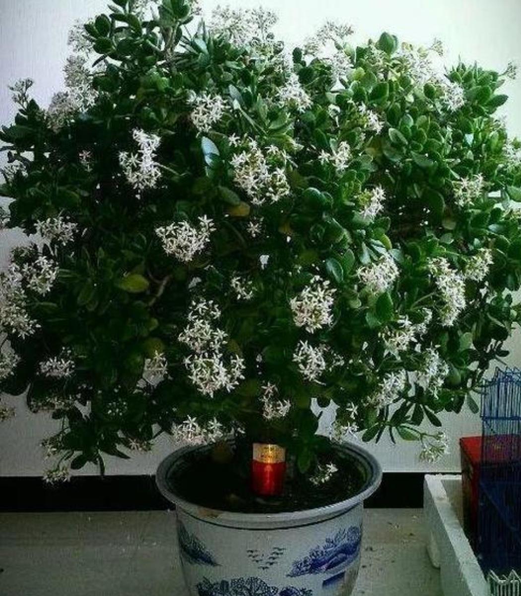 生命力顽强的植物有哪些，盘点十大生命力强的草