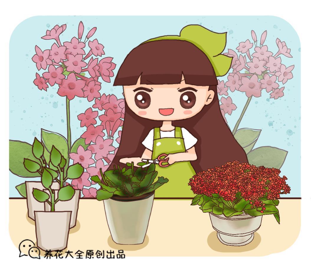 长寿花怎样扦插繁殖，有关长寿花扦插技巧