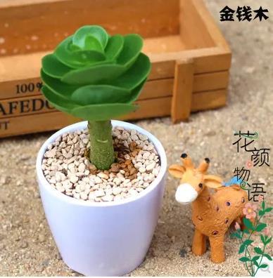 金钱木适合在室内养吗，教你养好金钱木的小妙招