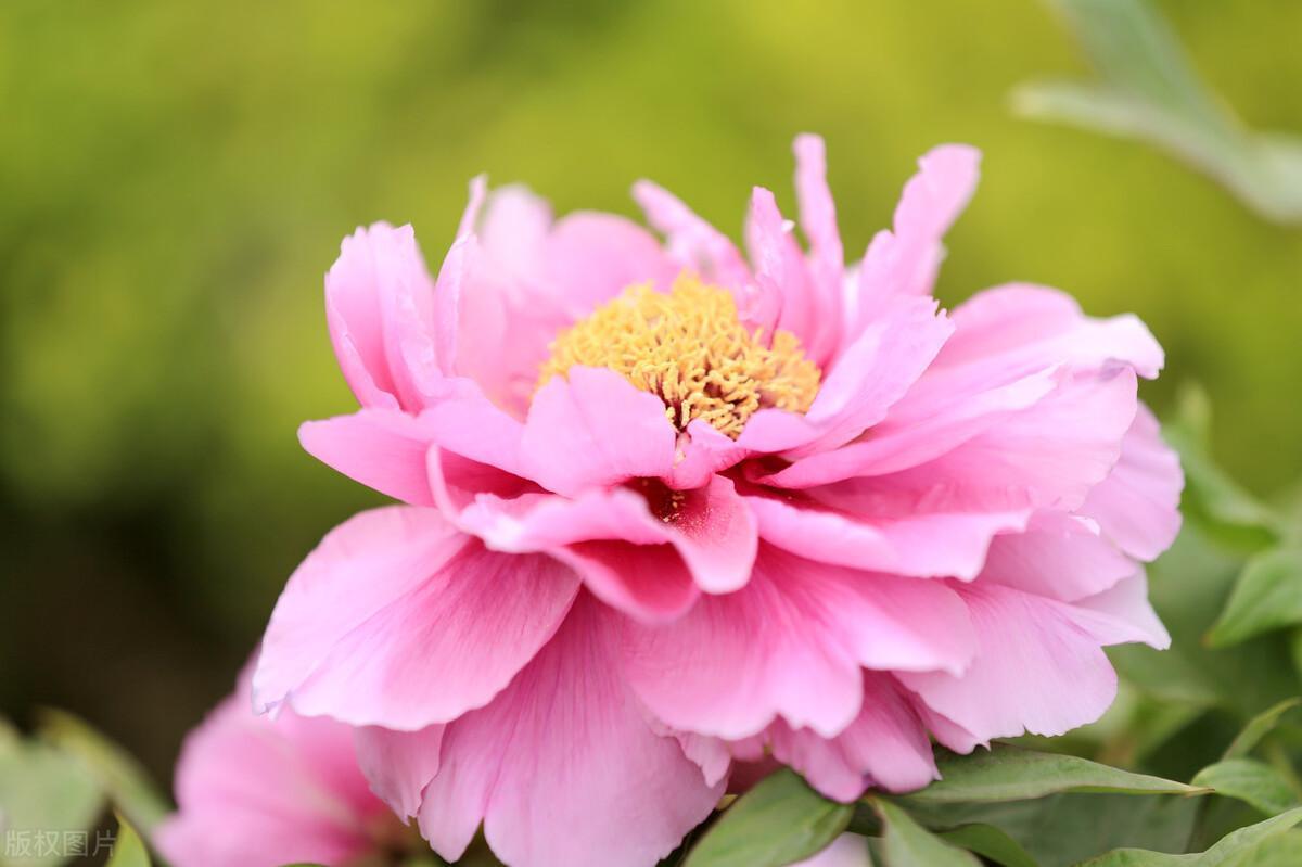 牡丹花开花后怎么修剪，牡丹花的修剪方法图解
