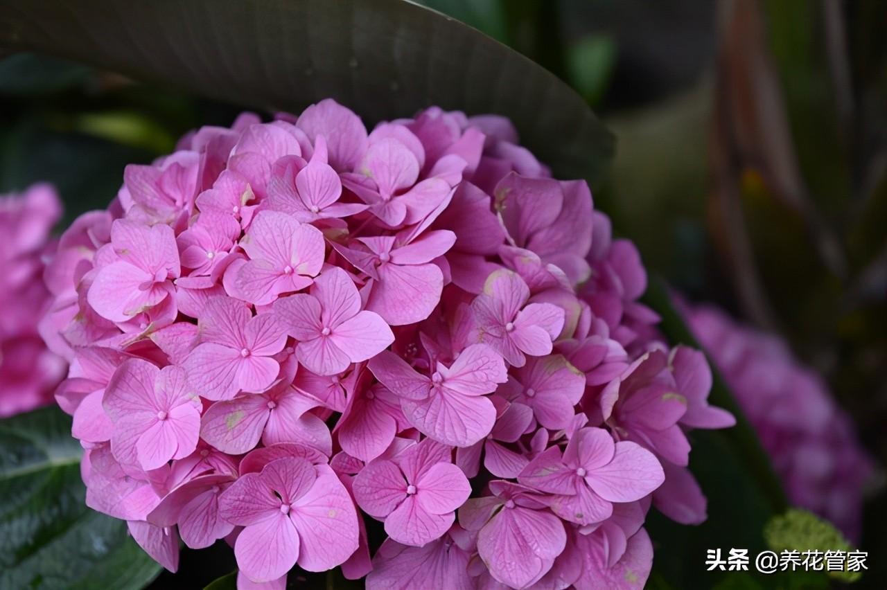 绣球花的别名叫什么，描述绣球的基本特征