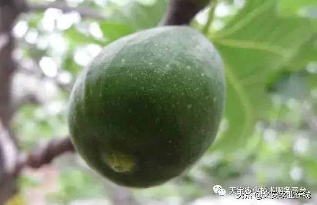 无花果品种有哪些，无花果十大品种介绍
