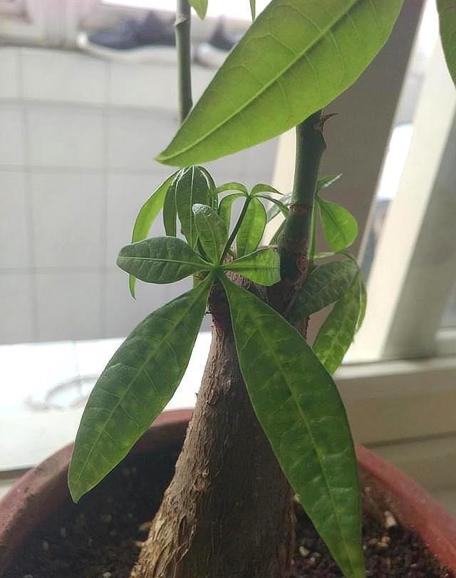 发财树的叶子发黄有斑点怎么办，养护发财树的技巧