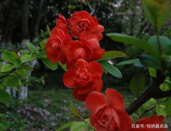 冬红果海棠怎么修剪，了解海棠树修剪时间及方法