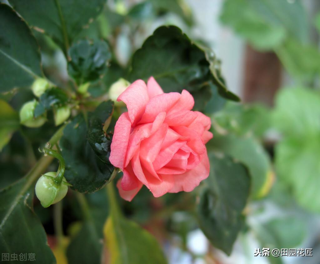 非洲凤仙花冬天怎么养，凤仙花冬季的养护知识