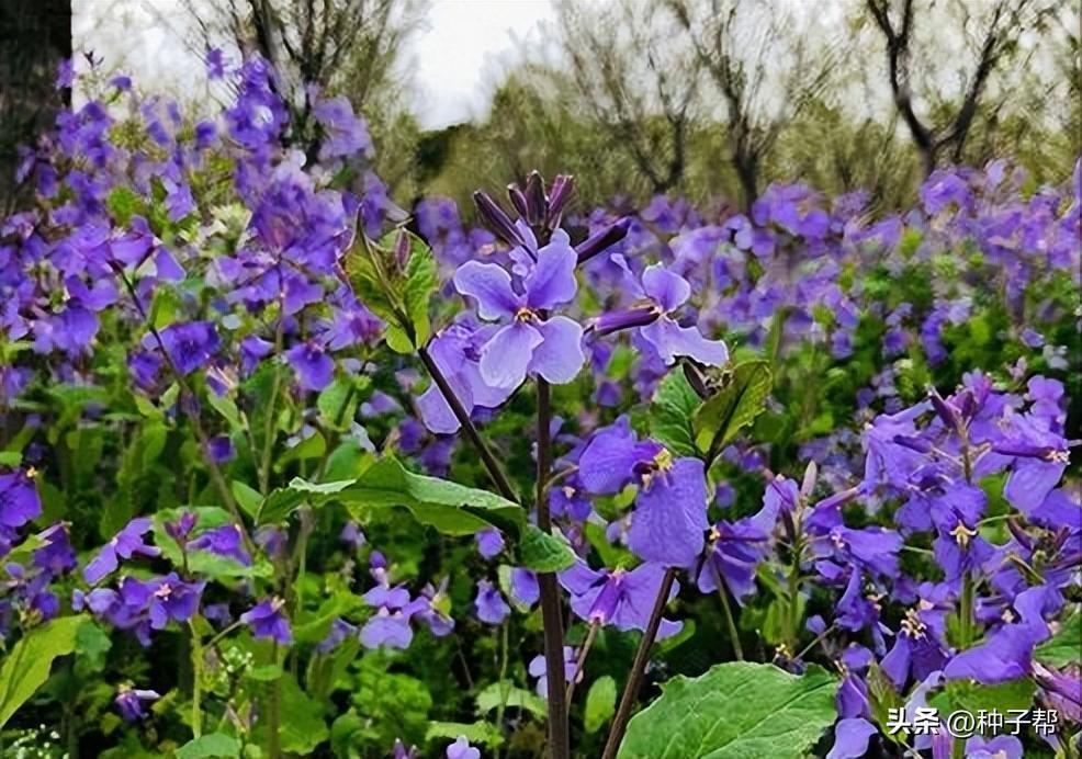 二月兰6月份能播种吗，二月兰播种时间和方法
