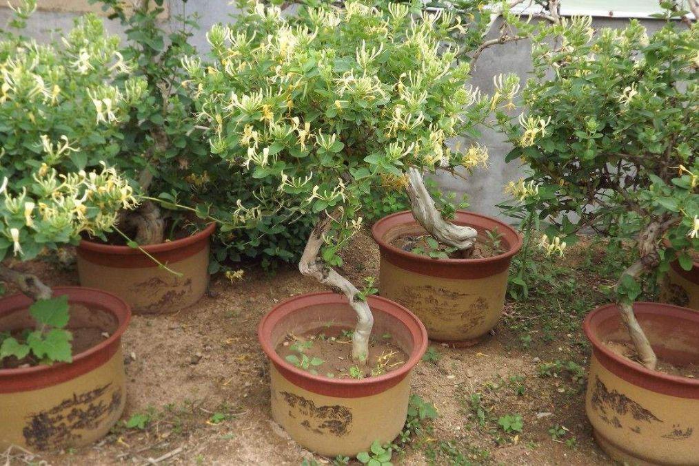 如何种植金银花，有关金银花的栽培方法