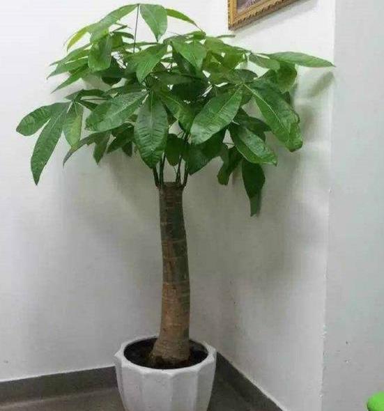 发财树浇水方法是什么，教你发财树的养护妙招